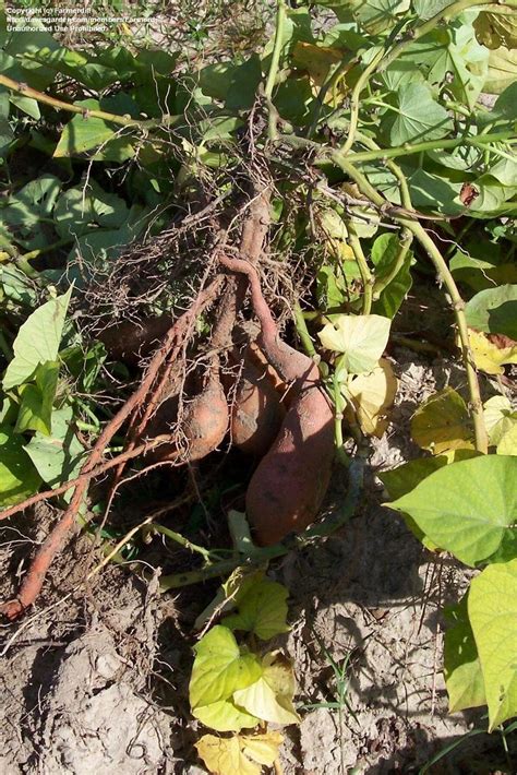 Plantfiles Pictures Sweet Potato Oklahoma Red Ipomoea Batatas By
