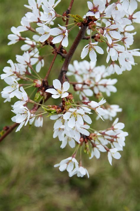 Types of Flowering Cherry Trees