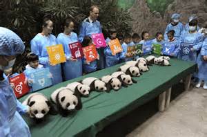 Adorable Baby Pandas Displayed At Chinas Breeding Base Rpics