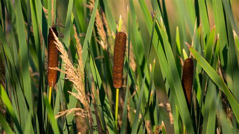How To Successfully Grow And Care For Cattail Plants