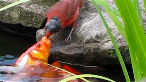 Why Is This Bird Feeding Goldfish