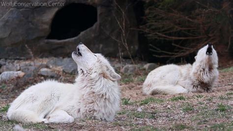 Wolves Howl A Duet Wolf Conservation Center Wolf Howling Wolf