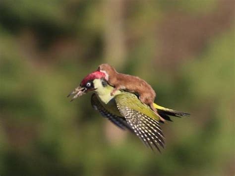 a weasel riding a woodpecker the woodpecker left with its life the weasel just disappeared