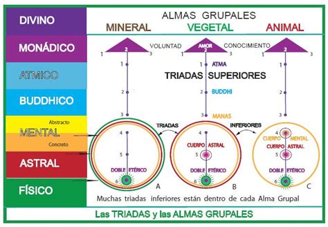 Curso De Teosofía Arbol De La Vida Cursillo Cuerpo