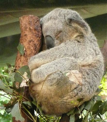 Your work hours per week. Why Koalas Sleep more than 20 Hours a Day?