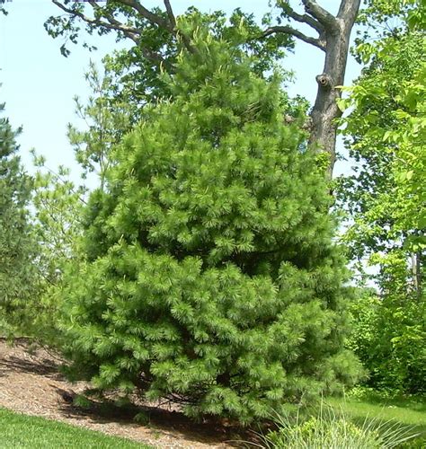 Eastern White Pine A Fast Growing Loose Pyramidal Shaped Tree With