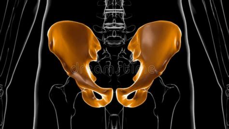 Human Skeleton Hip Or Pelvic Bone Anatomy For Medical Concept 3d Stock