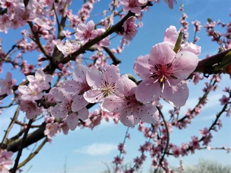 When The Peach Blossoms Bloom Thrive Global