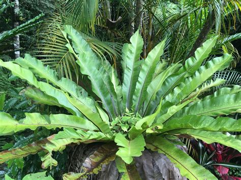 Rainforest Biodiversity 5 Easy Species Part 2 Ferns Paluma Our