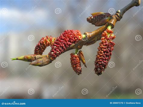 Close Up Of Red Poplar Catkins Stock Photo Image Of Tree Poplar