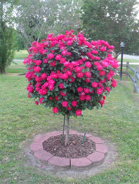 Knock Out Rose Tree Garden Presence Knockout Rose Tree Rose Trees