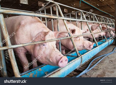 Pig Stable Stock Photo Edit Now 147846674