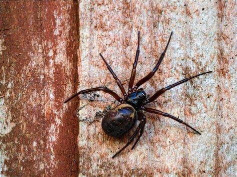 Warning False Widow Spider Bites Could Lead To Hospitalisation As