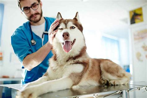 Castra O De Cachorros Recupera O E Benef Cios Blog Pet