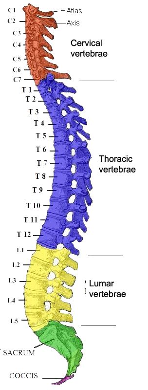 Human Spine Bones Anatomy Png Images And Psds For Download Pixelsquid