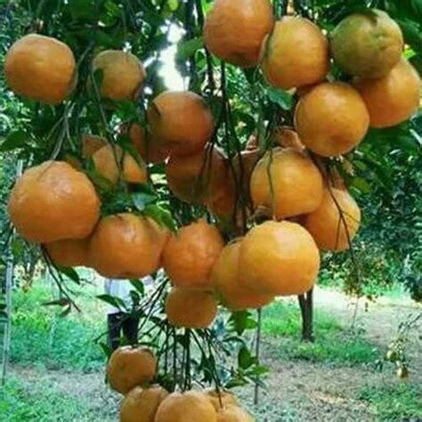 Natural Fresh Orange At Rs 20kilogram Fresh Orange In Nagpur Id