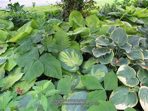 Photo Of The Entire Plant Of Hosta Great Expectations Posted By