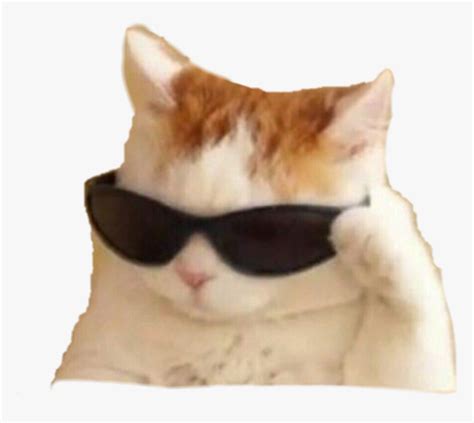 #memes #cat - Sunglasses Cat Meme, HD Png Download , Transparent Png