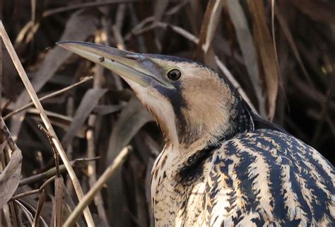 Black Crowned Night Heron At Thorndon Cp Essex 26th April 2023