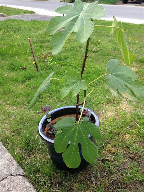 Fig tree in ground, in Qc, zone 4b-5a - Pictures! - Growing Fruit