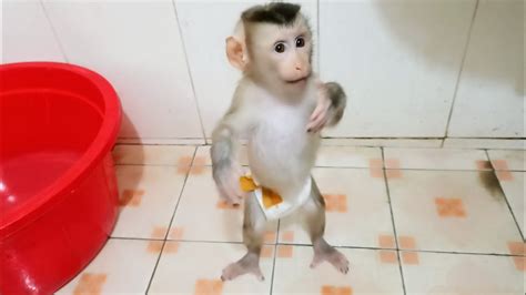Lovely Monkey Bobo Takes A Shower Looking In The Mirror Youtube