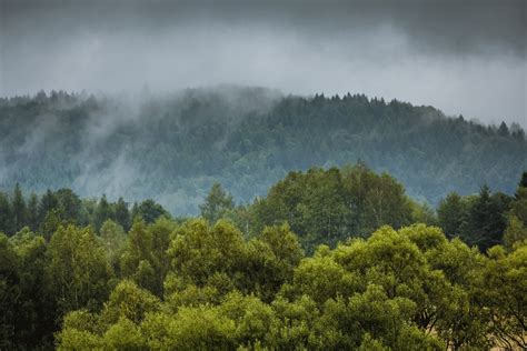 Free Images Landscape Tree Nature Wilderness Cloud Mist Meadow