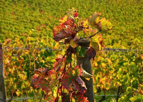 Arrivée aux vignobles, à droite, rue de. DROMESCAPE - Randonnées en Drôme et Escapades ...
