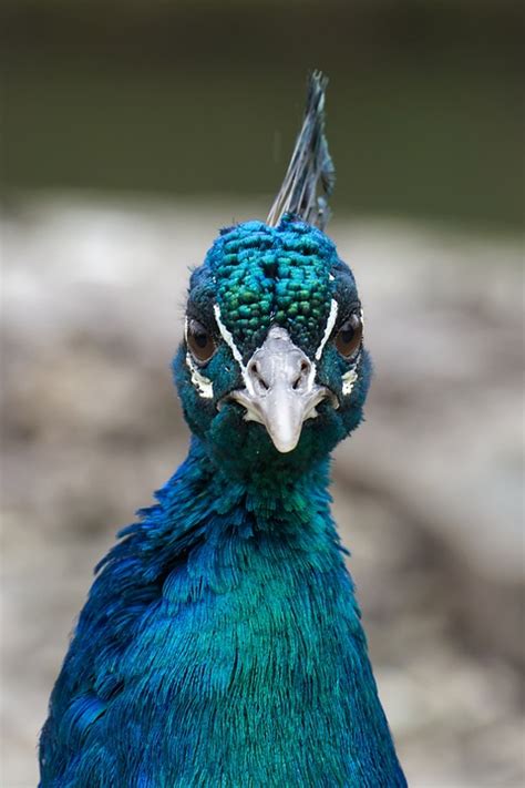 Peacock Blue Bird Free Photo On Pixabay Pixabay