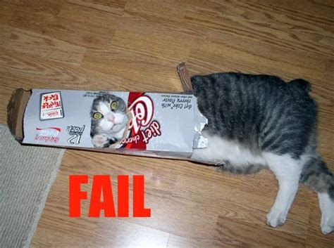 Funny Cat Fail Pics 8 Cool Wallpaper