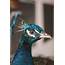 Blue Peacock · Free Stock Photo