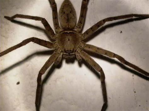 Wurden sie von einer phoneutria gebissen oder sie sind zeuge, dass ein bekannter betroffen ist, rufen sie sofort den. Spinne gefunden - ist sie gefährlich? (Tiere, Natur, Spinnen)