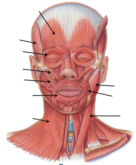Anterior Head And Neck Muscles Diagram Quizlet