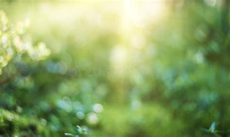 Abstract Blur Summer Landscape Stock Image Image Of Bokeh Park