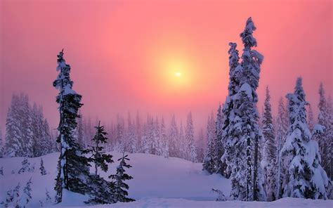 1920x1080 Landscape Winter Snow Sunset Trees Fence Wallpaper  486 Kb