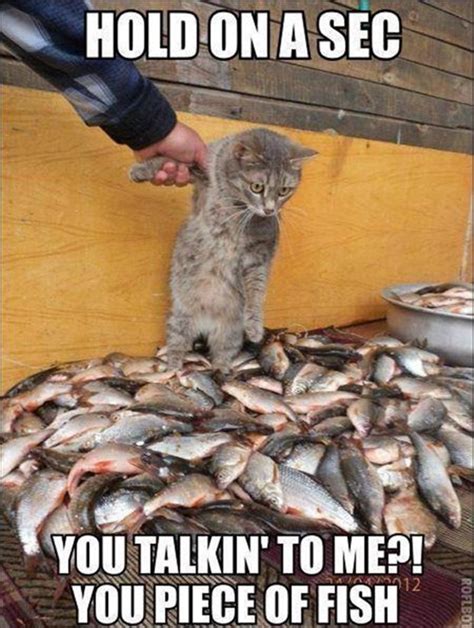 I Eat Pieces Of Fish Like You For Dinner Lolcats Lol Cat Memes