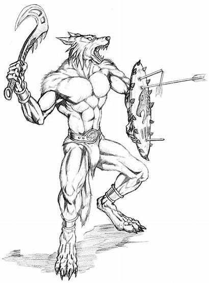 Werewolf Warrior Wolfman Wolf Shield Deviantart Draw
