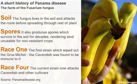 Battling To Save The Worlds Bananas Bbc News