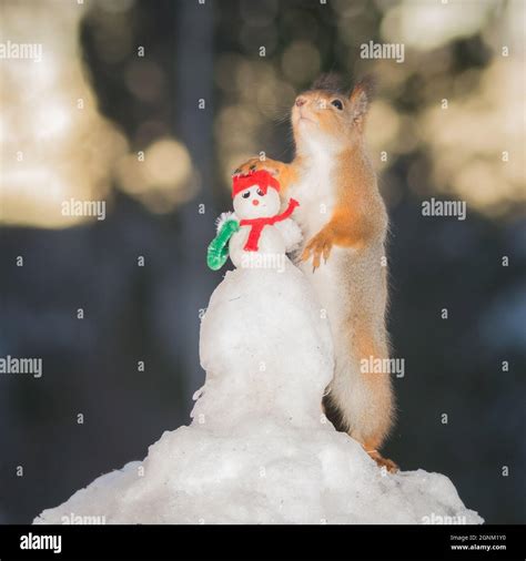 Red Squirrel Standing With A Snowman Stock Photo Alamy