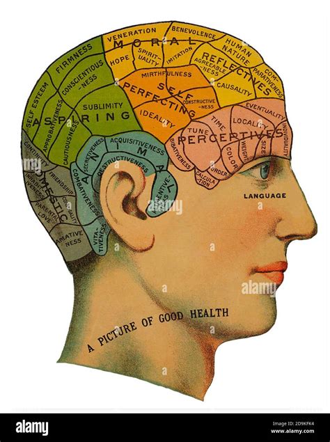 Phrenology Chart Of The Brain About 1860 Stock Photo Alamy