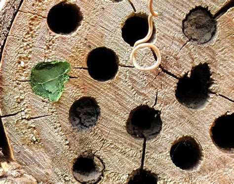 Bugblog Bee Hotel Guests