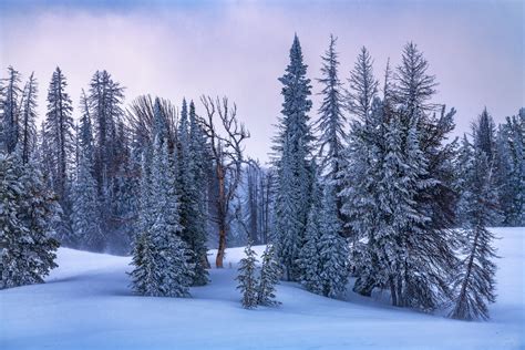Soft Snow And Evergreen Trees Wyoming Winter Photo Print Photos By
