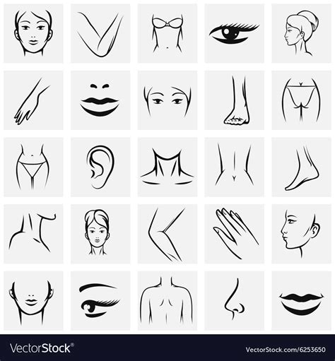 Female Body Parts Icons Royalty Free Vector Image