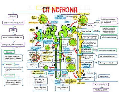 Resumen Mapa Conceptual De La Nefrona Embriolog A Nefrona Qu Es