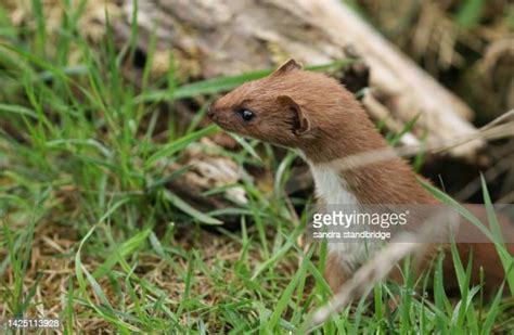 Weasel Hunting Photos And Premium High Res Pictures Getty Images