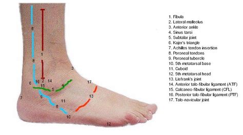 Anatomy Of The Lateral Aspect Of The Foot And Ankle