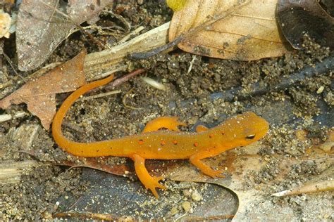 Central Newt Reptiles And Amphibians Of Mississippi · Inaturalist