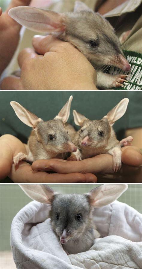10 Rare Animal Babies You Have Probably Never Seen Before Page 2 Of