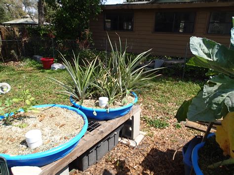 Hydroponic Pineapple Hydroponic Pineapples Planted On July Flickr