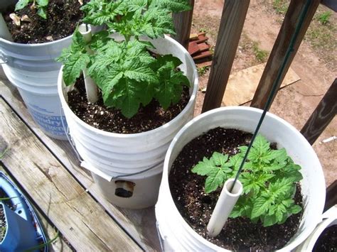 Maybe you would like to learn more about one of these? Learn how to make a self-watering tomato planter | Your ...