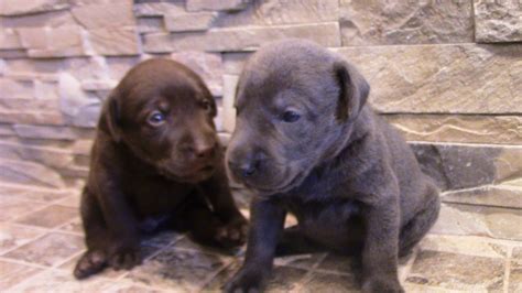 Enter your email address to receive alerts when we have new listings available for kennel club labrador puppies for sale. Labrador Retriever Puppies For Sale | Ogema, WI #284495